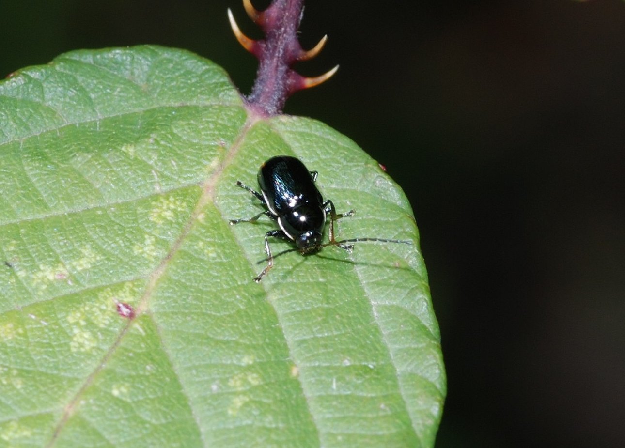 Cryptocephalus renatae, C. etruscus e Pachybrachis exclusus etruscus